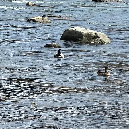 Сasa de vacaciones кольорове життя Mykulychyn